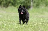 SCHIPPERKE 311